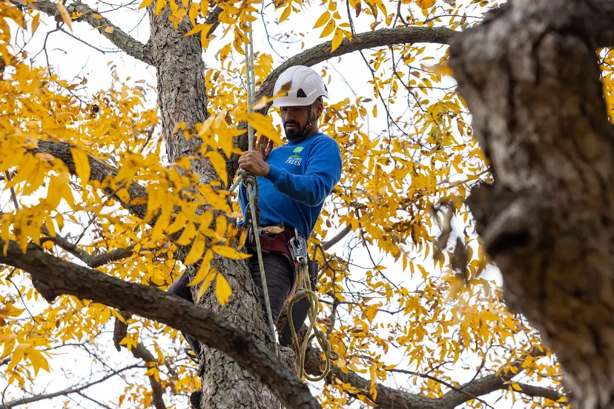 Skilled Tree Trimming crew working in Valley